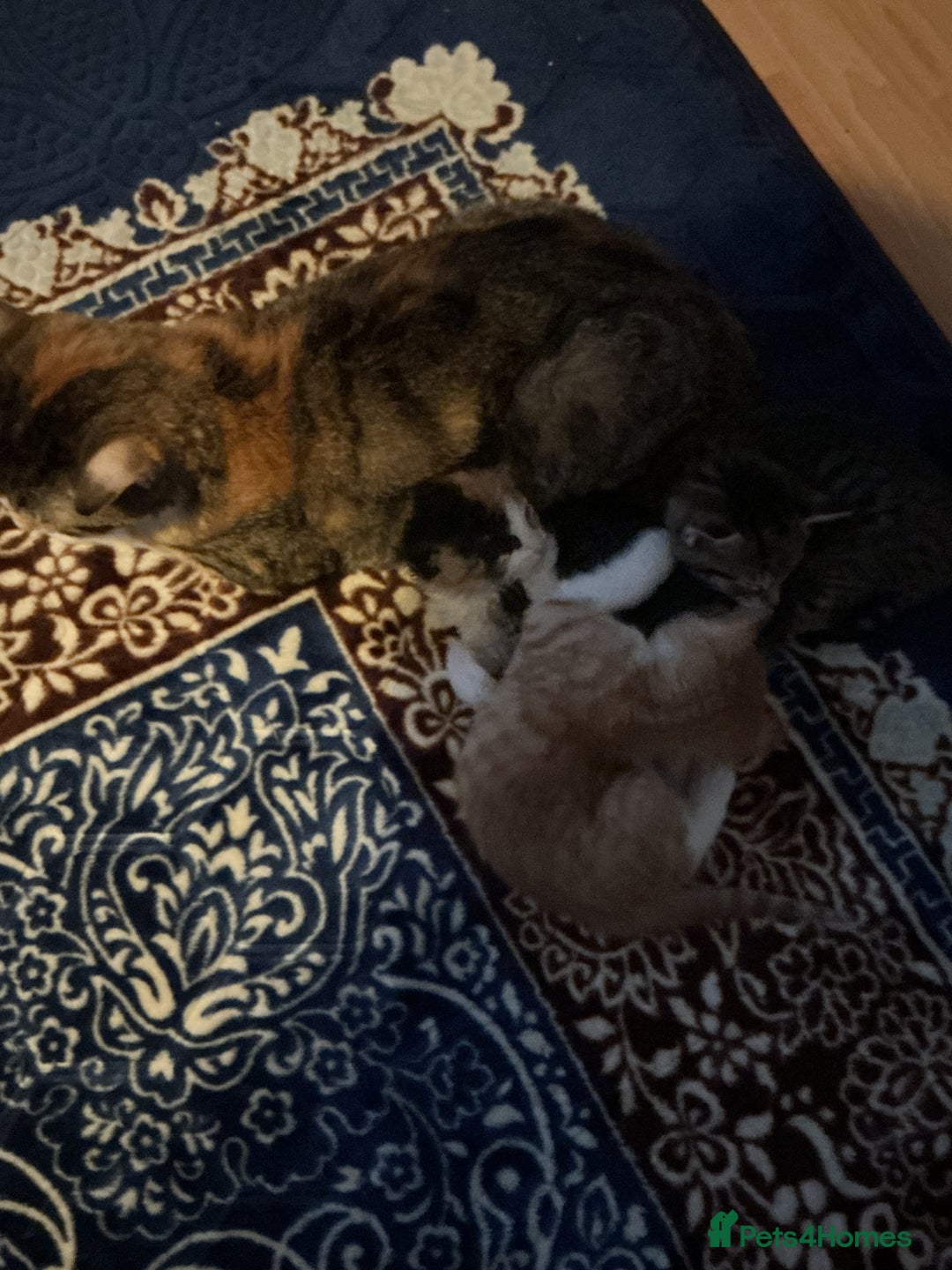 Domestic Shorthair cats for sale: Black-white-Ginger kitten - Advert 23