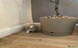 Mini Lop rabbits for sale: Mini lop male (Rupert) 10 weeks - Image 2