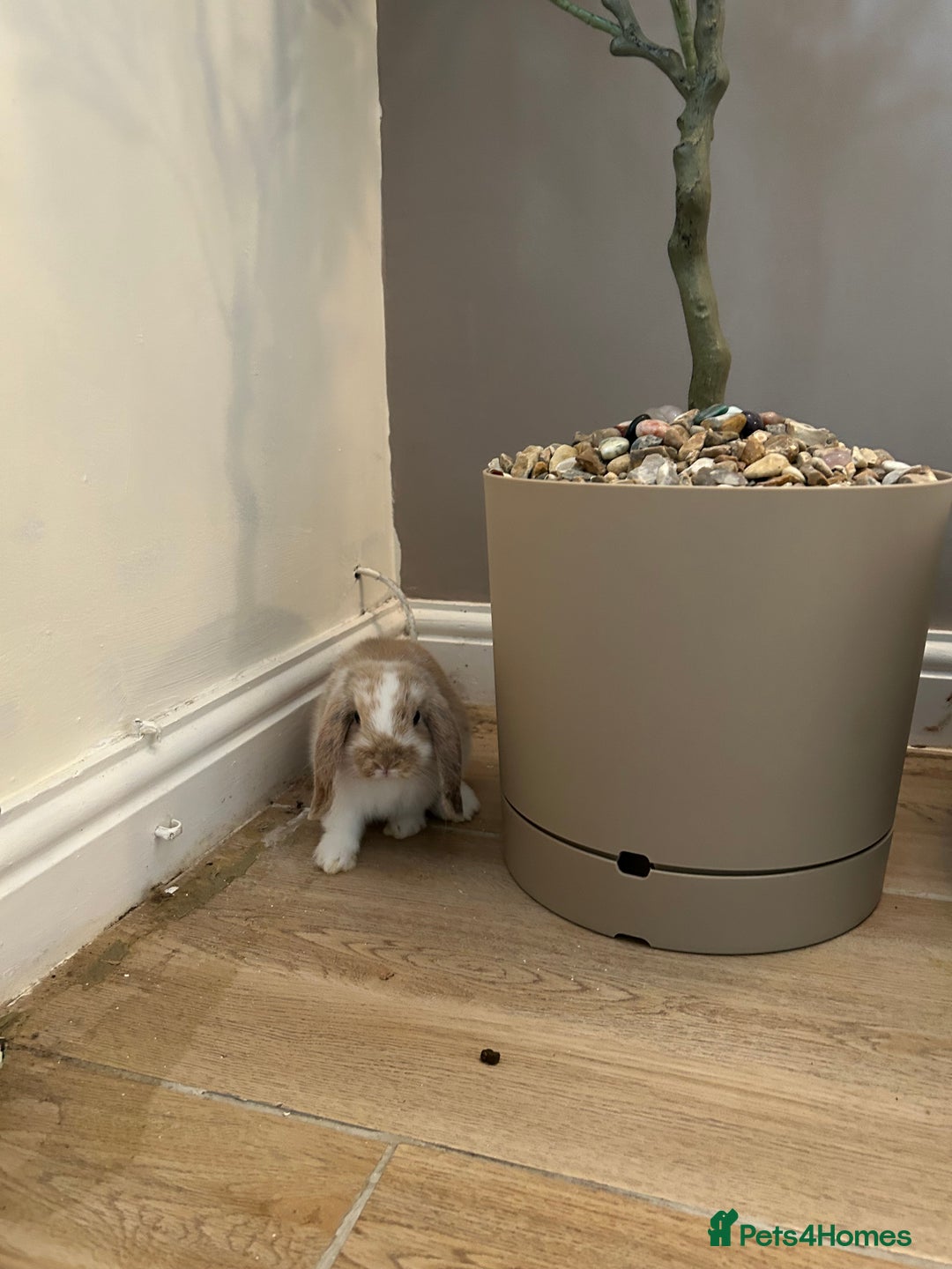 Mini Lop rabbits for sale: Mini lop male (Rupert) 10 weeks - Image 2