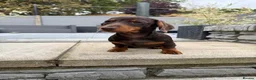Miniature Dachshund dogs for sale: Gorgeous KC registered Miniature Dachshunds   - Advert 27