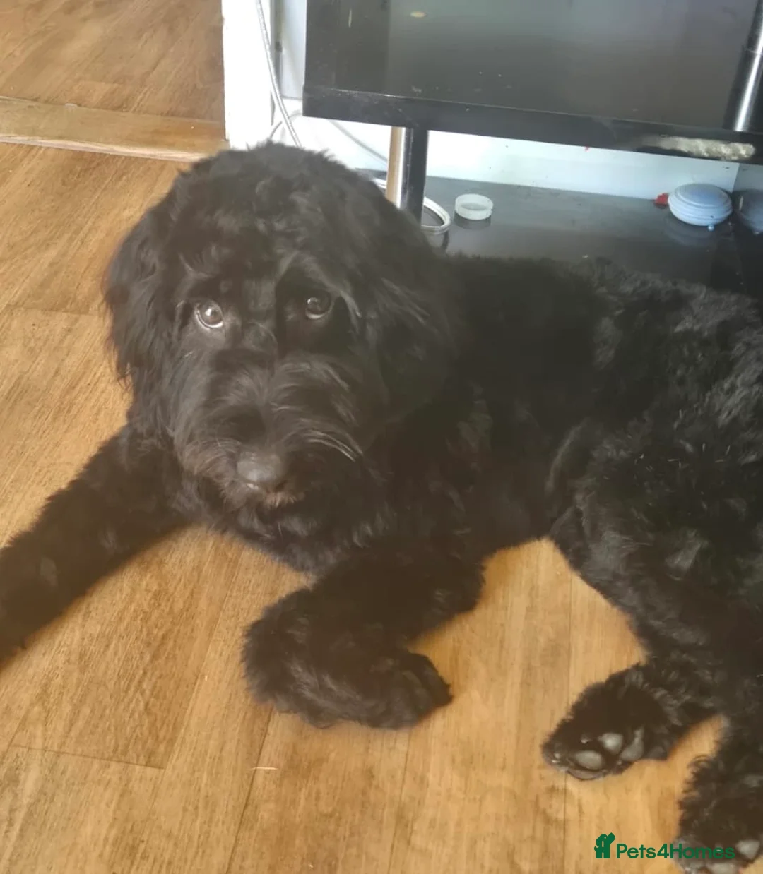 Cockapoo dogs for sale: 1 year 5 months cockerpoo  in Cambridge - Advert 2
