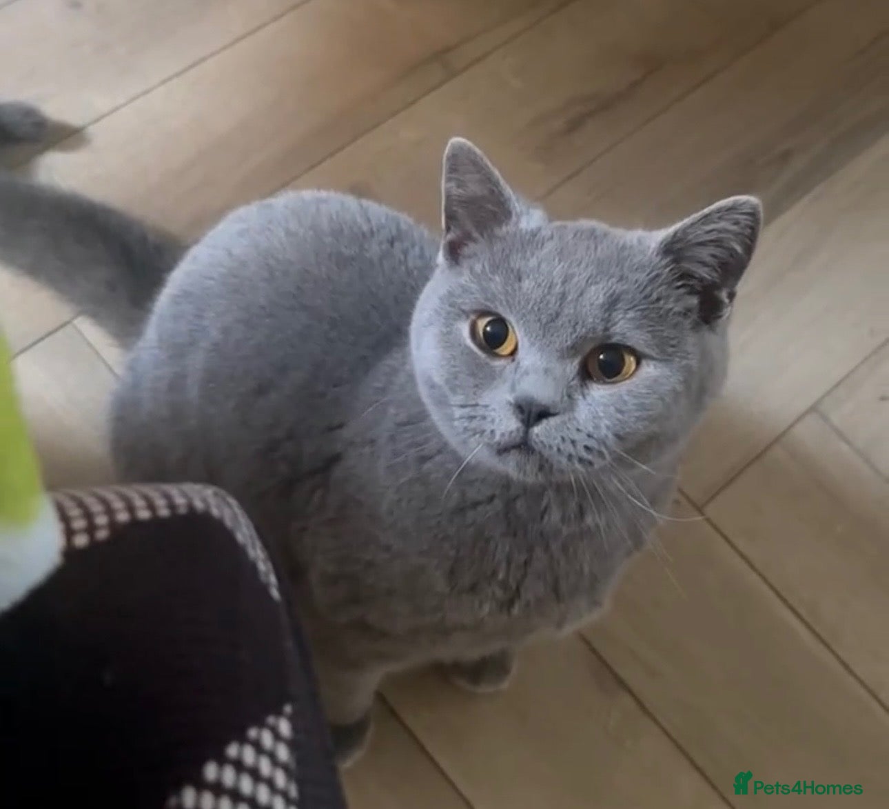 British Shorthair cats Gorgeous blue british shorthair girl - Advert 3