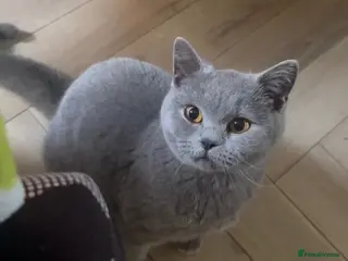British Shorthair cats Gorgeous blue british shorthair girl - Advert 3