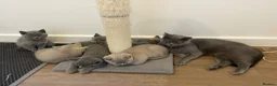 British Shorthair cats for sale: Pedigree British shorthair kittens  - Advert 13