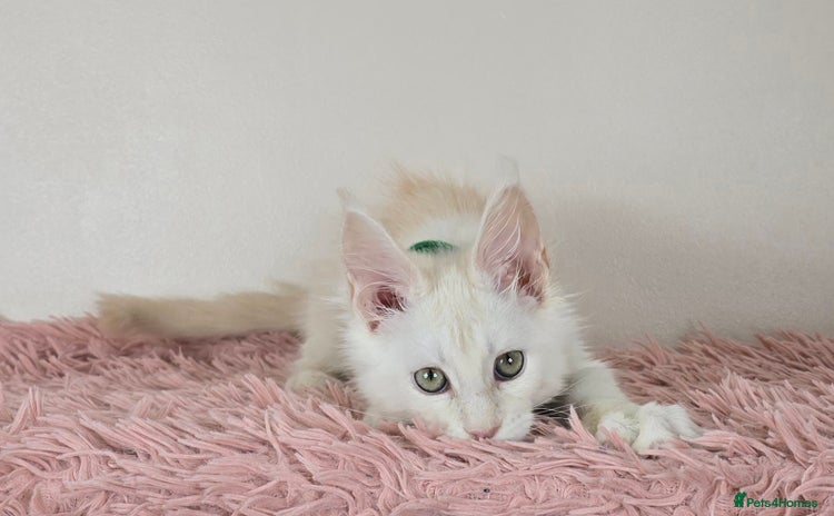 Maine Coon cats - Advert 3