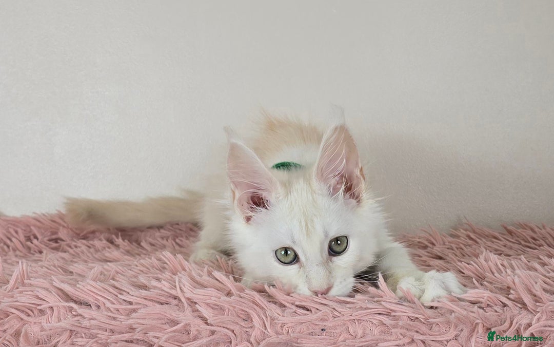 Maine Coon cats for sale: Ready now - TICA MaineCoon Kittens - Image 1