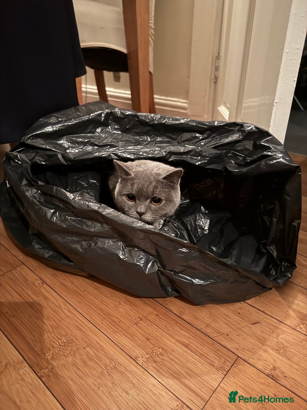 British Shorthair cats for sale: British short hair  - Image 9