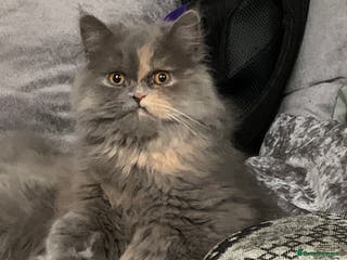 Persian cats Female Persian - Advert 4