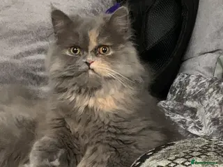 Persian cats Female Persian - Advert 5