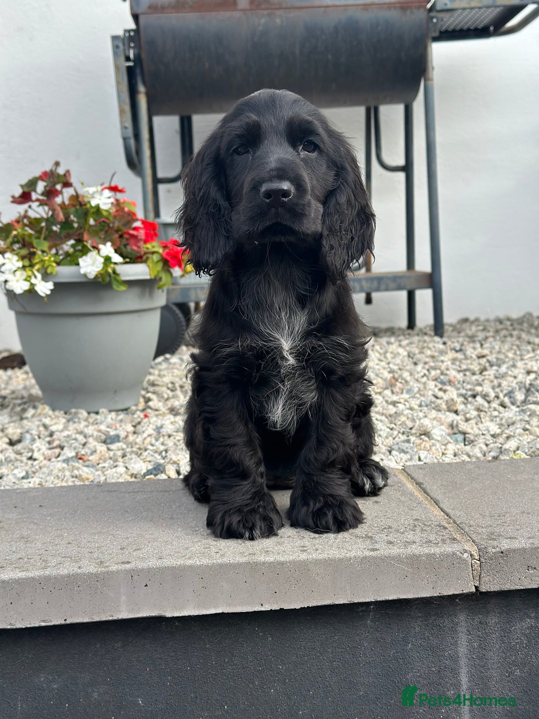 Cocker Spaniel dogs for sale: 1 stunning black girl health clear ready now - Image 5