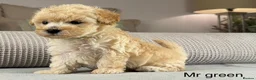 Maltipoo dogs for sale: BEAUTIFUL MALTIPOOS FROM DNA TESTED CLEAR PARENTS  - Advert 38