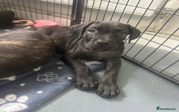 Cane Corso dogs for sale: CLOSING ADVERT ONCE REVIEWS ARE MADE - Advert 22