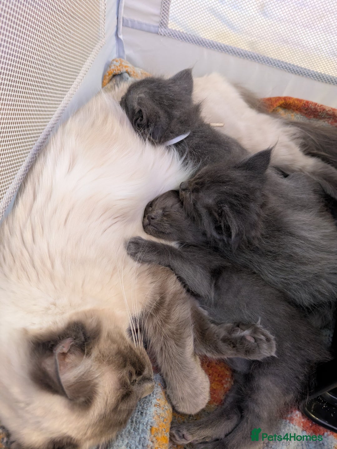 Ragcoon cats for sale: 2 x female Ragcoons - ready to leave - Advert 8