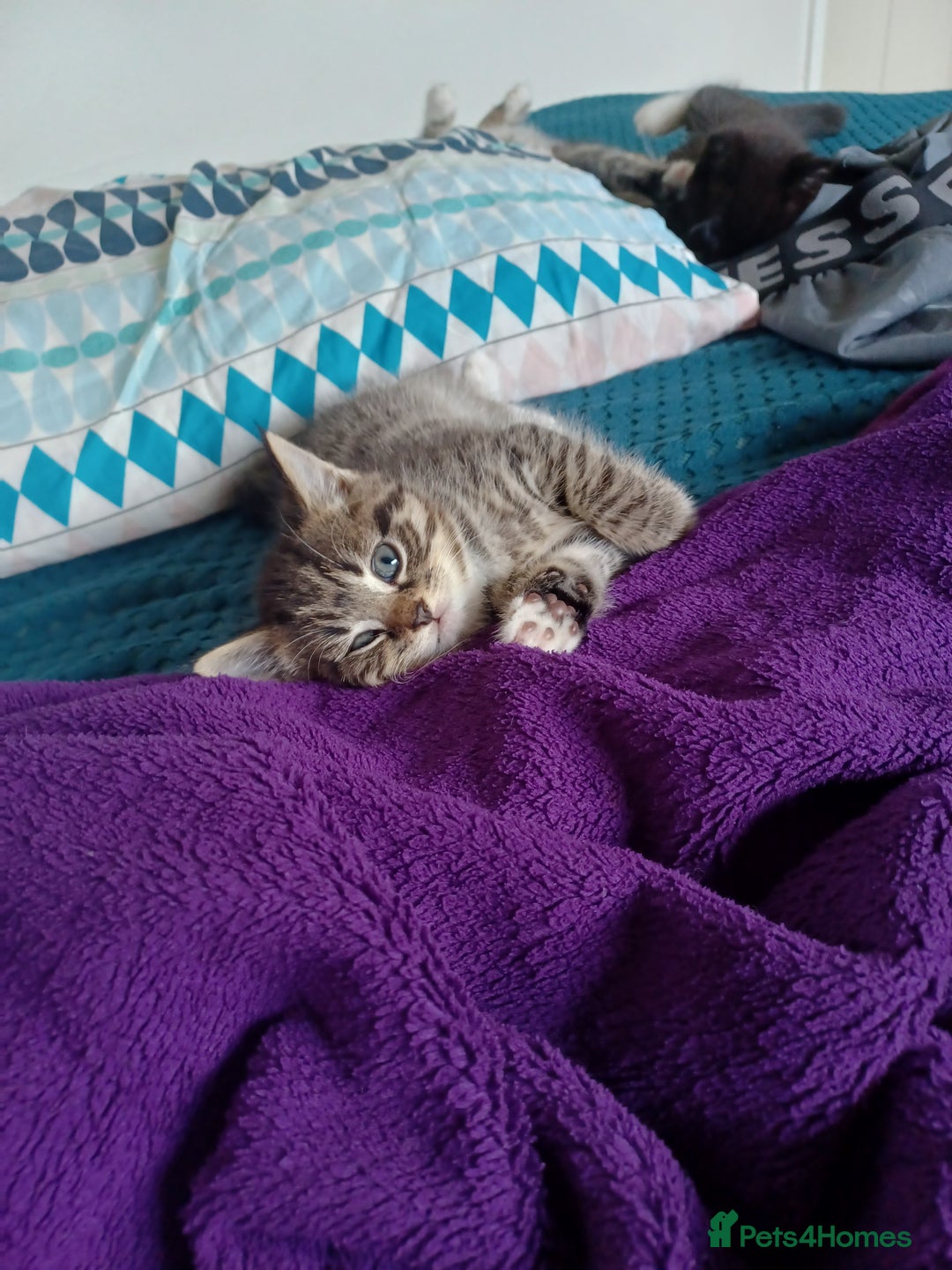 Maine Coon cats for sale: Little Half Main Coons - Advert 10