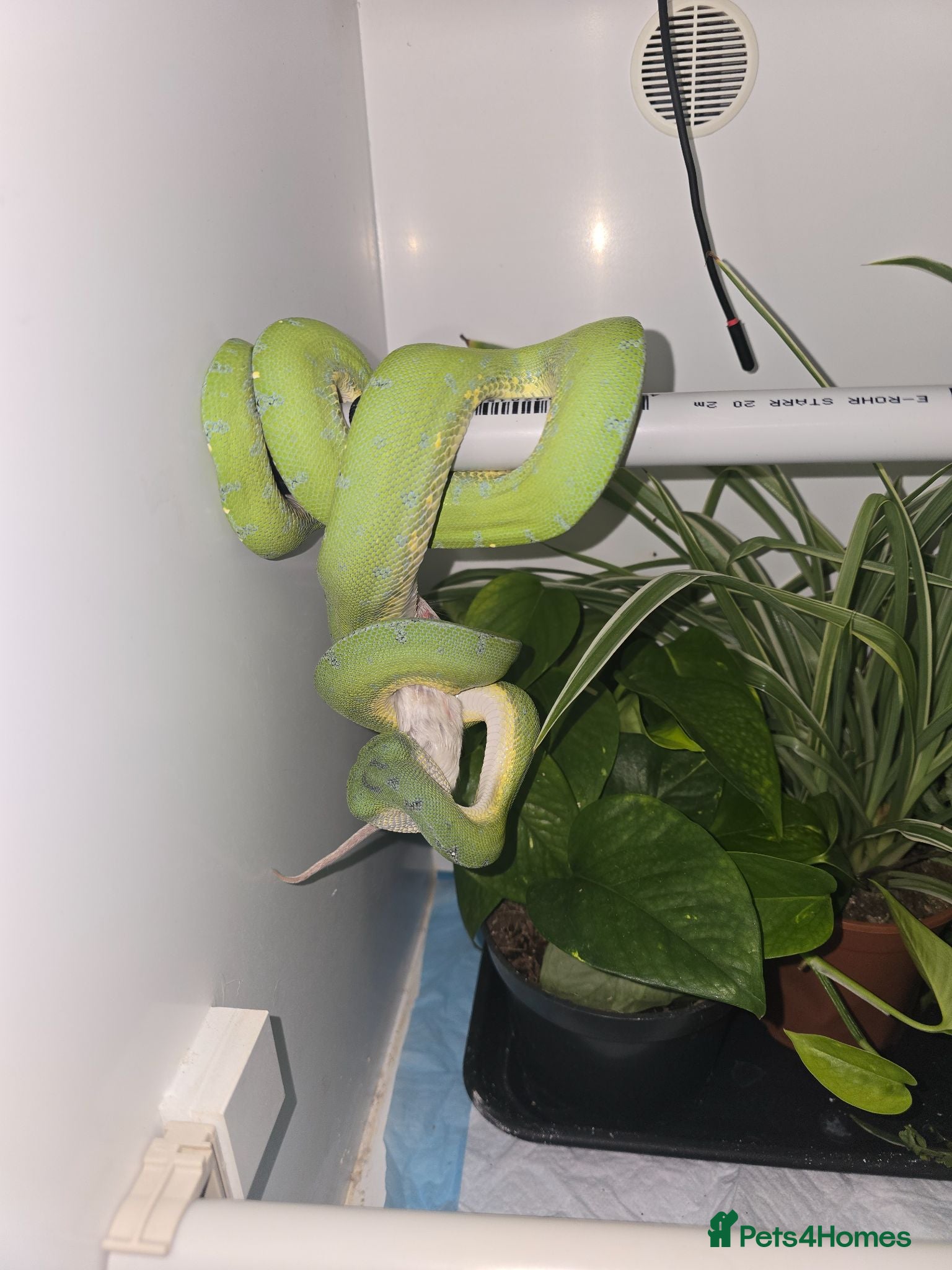 Python Snake reptiles Green tree python - Advert 1