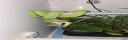 Python Snake reptiles for sale: Green tree python - Advert 1