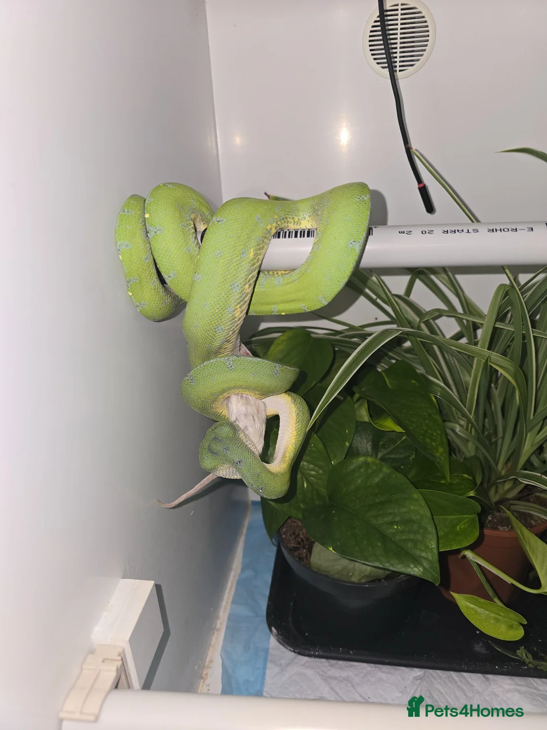 Python Snake reptiles for sale: Green tree python - Advert 1