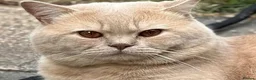 British Shorthair cats for sale: Registered Pedigree British Shorthair & Longhair  in Stafford - Advert 34