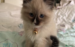 Ragdoll cats for sale: ragdoll girl & boy *beautiful* not related - Image 4