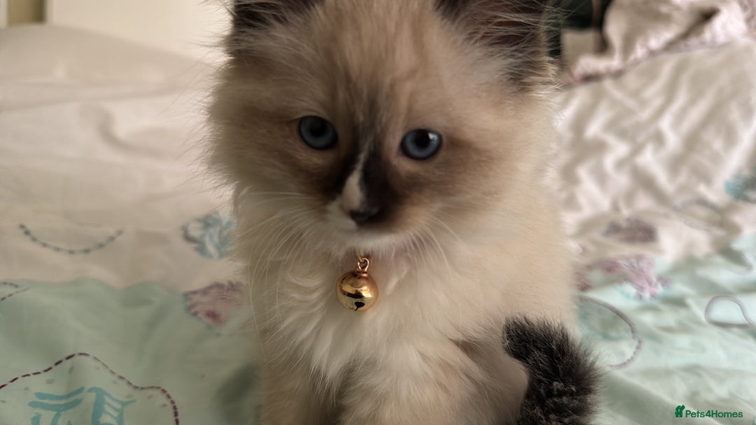 Ragdoll cats for sale: ragdoll girl & boy *beautiful* not related - Image 4