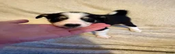 Border Collie dogs for sale: 7 beautiful border collie puppies for sale  - Advert 9