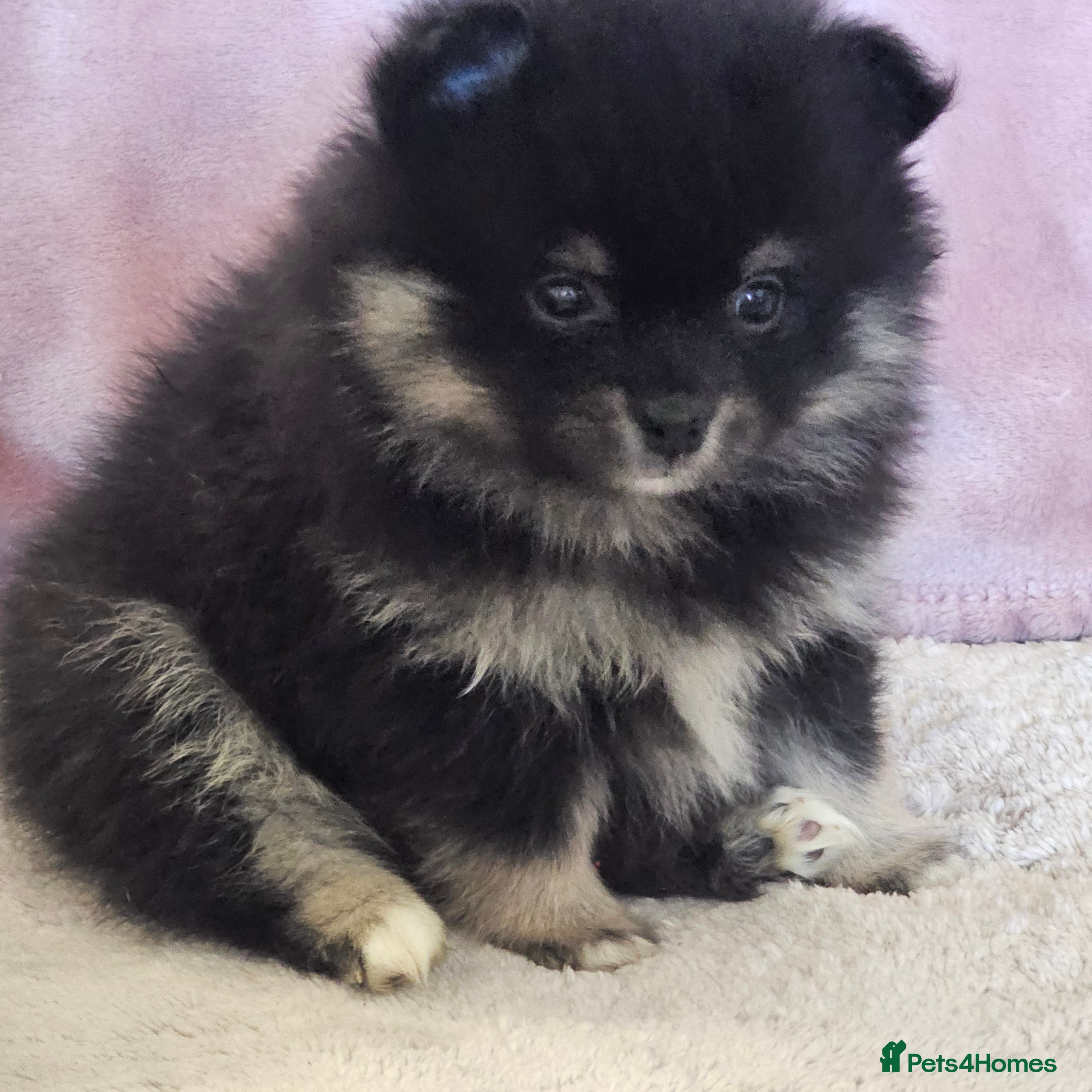 Pomeranian dogs 1  beautifull pomeranian puppy  - Advert 18