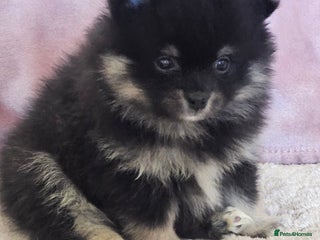 Pomeranian dogs 1 beautifull pomeranian puppy - Advert 18