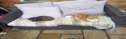 Mixed Breed cats for sale: An   tabby cat  in Burton-on-Trent - Advert 5