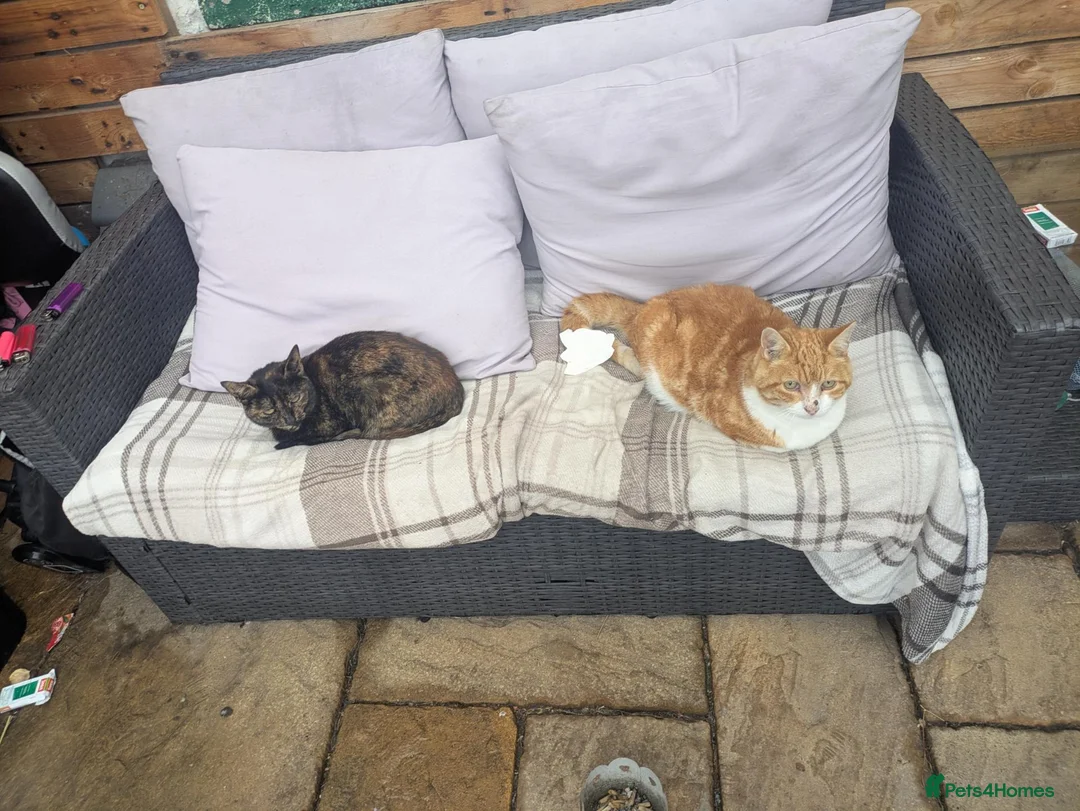 Mixed Breed cats for sale: An   tabby cat  in Burton-on-Trent - Advert 5