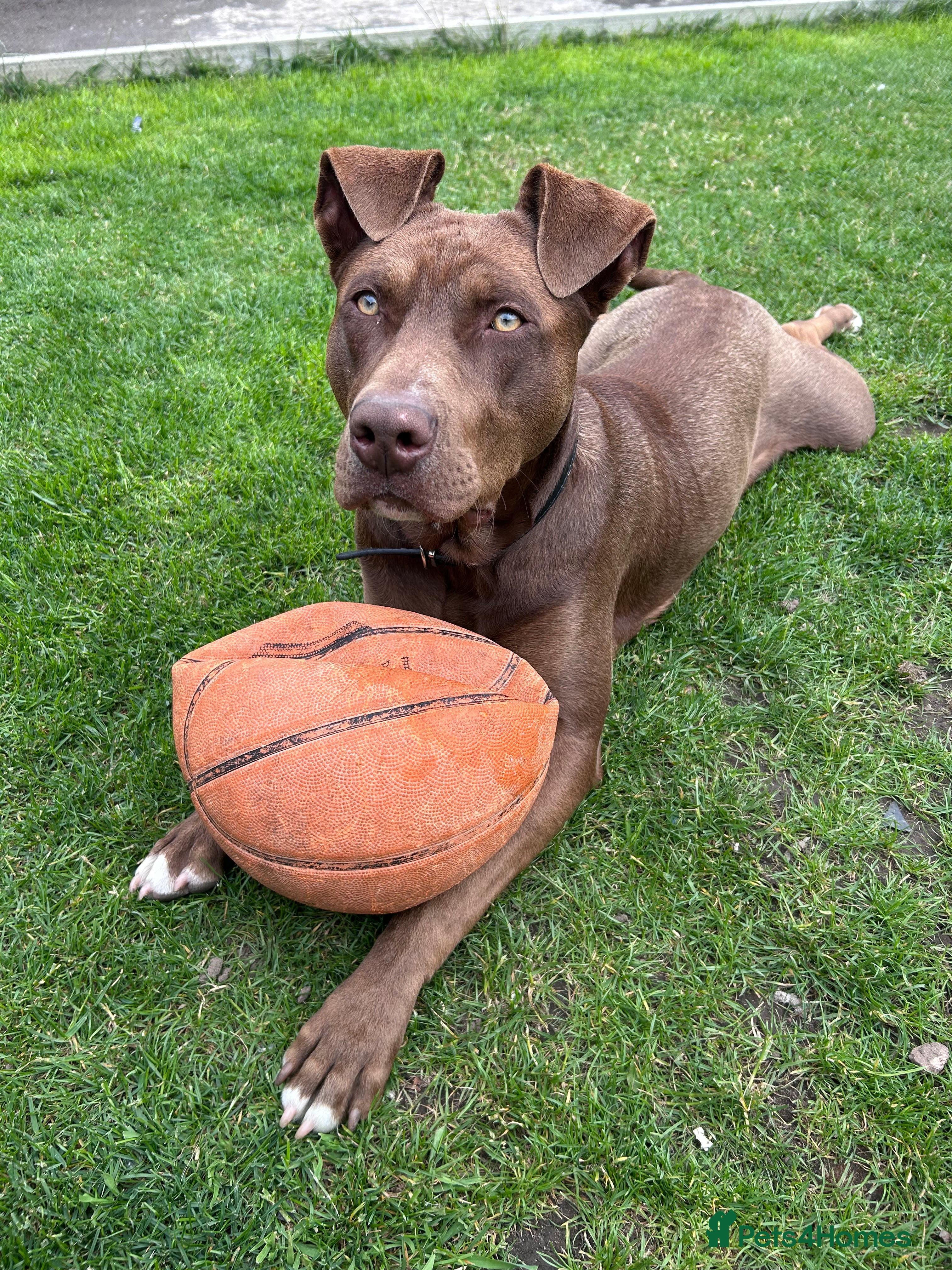 Mixed Breed dogs Mixed breed labrador/staffy 1 years - Advert 1