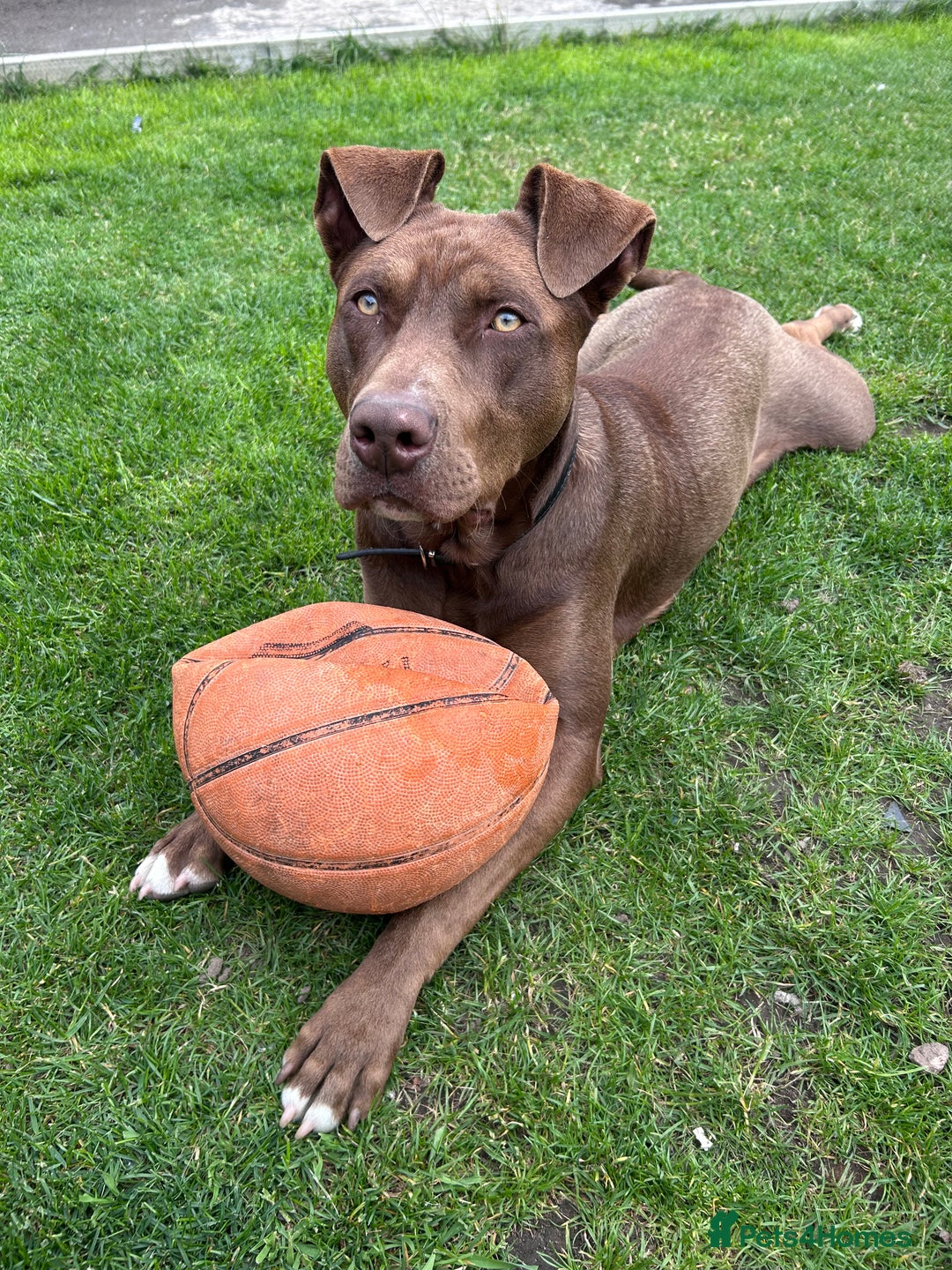 Mixed Breed dogs for sale: Mixed breed labrador/staffy 1 years - Image 5