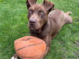 Mixed Breed dogs Mixed breed labrador/staffy 1 years - Advert 1