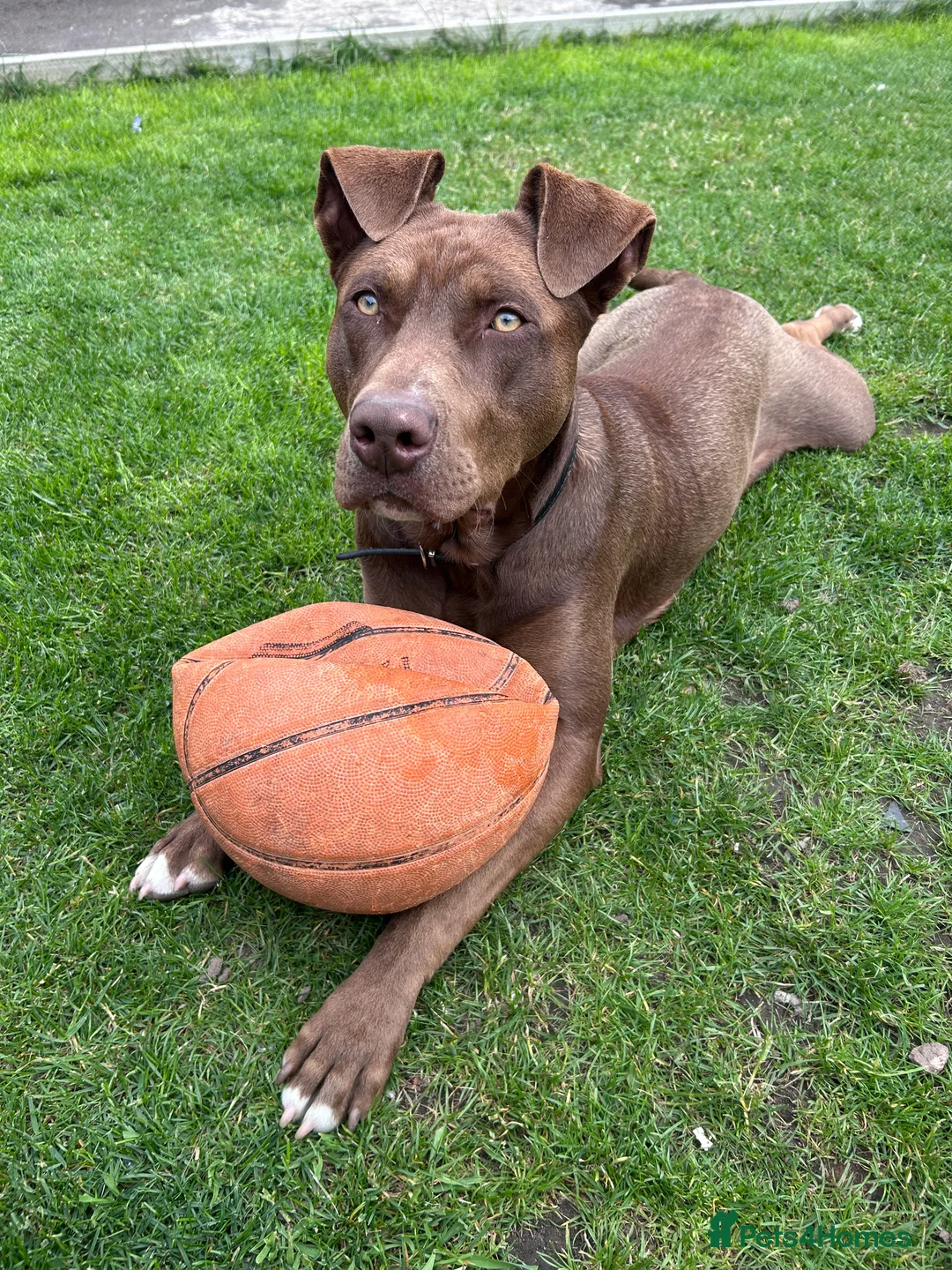 Mixed Breed dogs for sale: Mixed breed labrador/staffy 1 year  - Advert 1