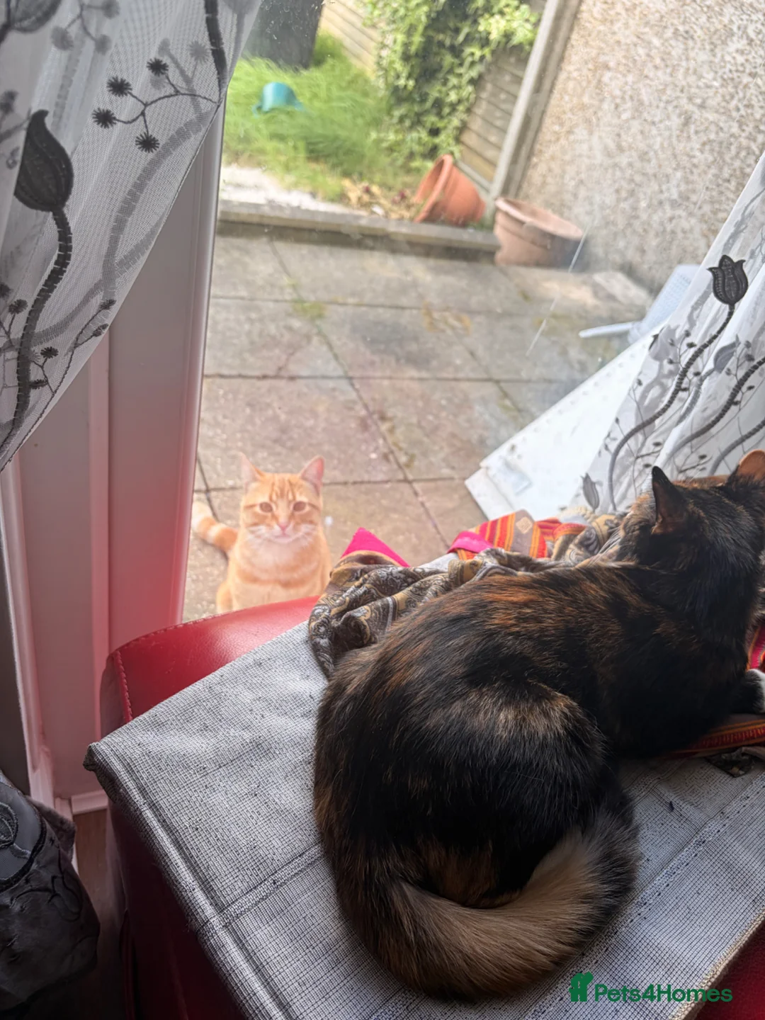 Mixed Breed cats for sale: Kitten for sale - Advert 2