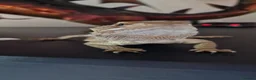 Bearded Dragon reptiles for sale: 1 yr old Female Bearded dragon. - Advert 3