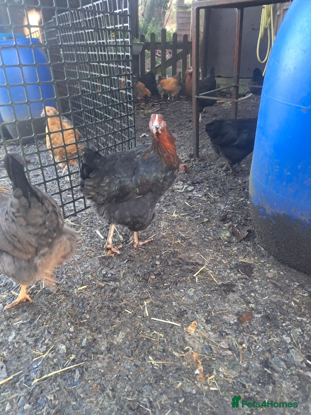Chickens poultry for sale: POINT OF LAY PULLETS AVAILABLE  - Advert 13
