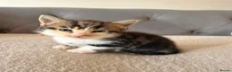Mixed Breed cats for sale: 2 female kittens for sale  in Bilston - Advert 6