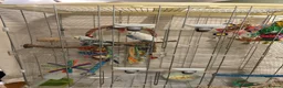 Budgerigars birds for sale: Make and female bonded pair  in Runcorn - Advert 8