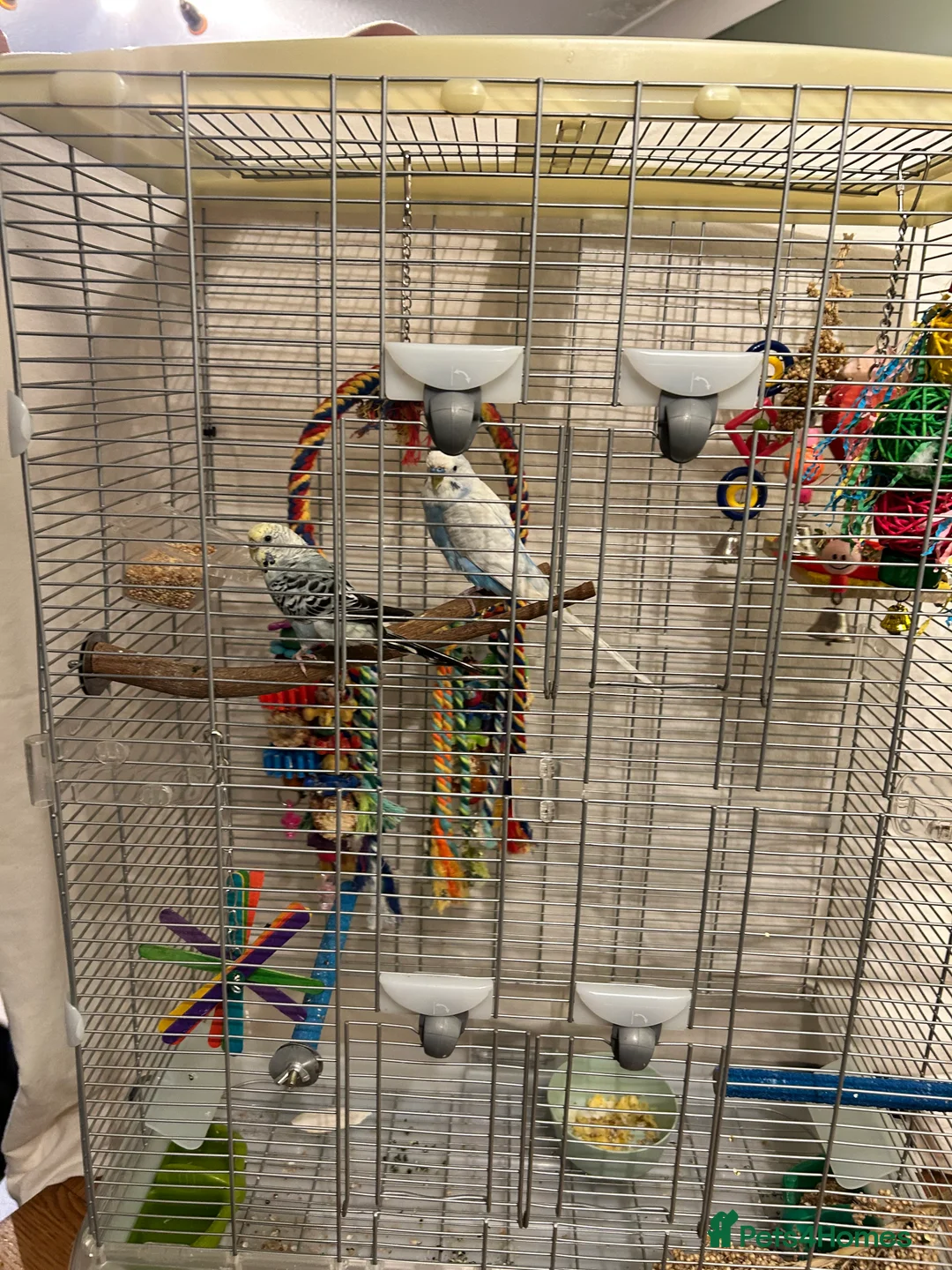 Budgerigars birds for sale: Make and female bonded pair  in Runcorn - Advert 8
