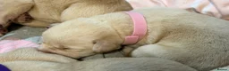 Labrador Retriever dogs for sale: Labrador puppies for sale  - Advert 12