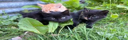 Domestic Shorthair cats for sale: 4 kittens ready to go now  - Advert 2