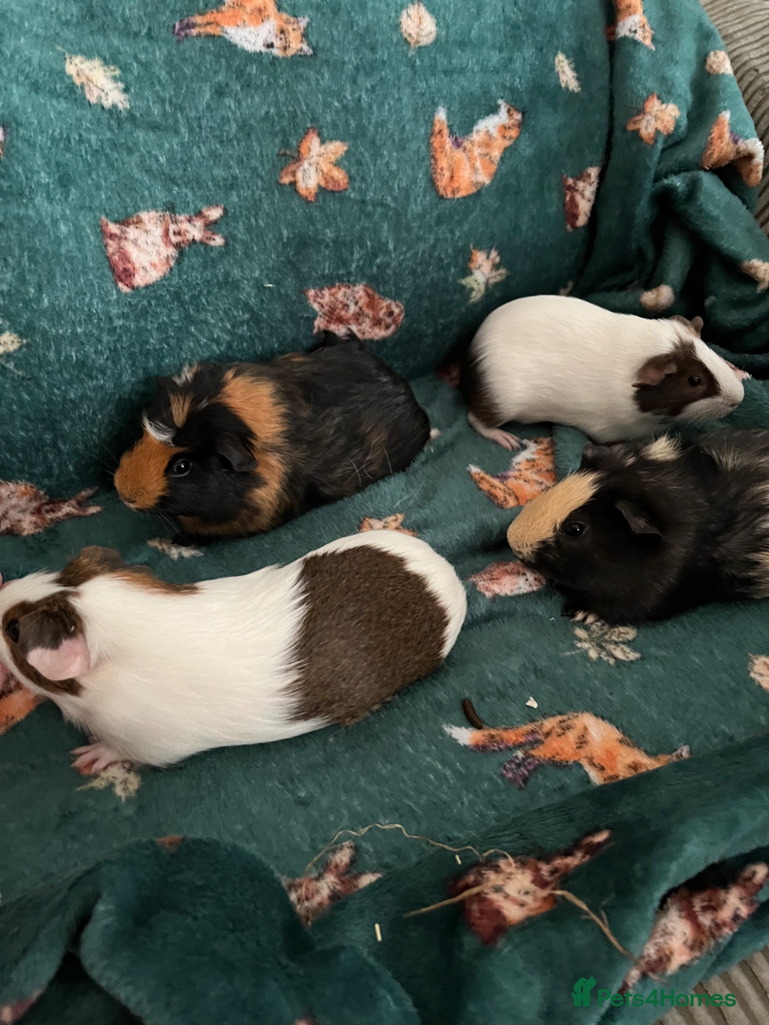 Guinea Pig rodents 4 male piggies - Advert 3