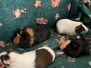 Guinea Pig rodents 4 male piggies - Advert 3