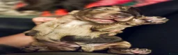 Cockapoo dogs for sale: Multigen Chocolate Merle Cockapoo Puppies - Advert 30