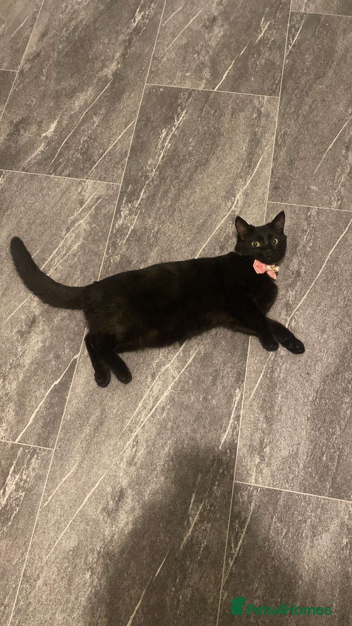 Mixed Breed cats Rehoming Gemi - Advert 2