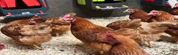 Chickens poultry for sale: Warrens in Coventry - Advert 4