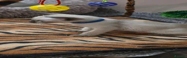 Blue Collar Siamese 2
