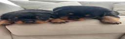 Rottweiler dogs for sale: OUTSTANDING QUALITY GERMAN ROTTWEILER PUPPIES  - Advert 13