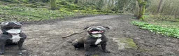 Staffordshire Bull Terrier dogs for stud: Blue Staffordshire  in Leeds - Advert 9