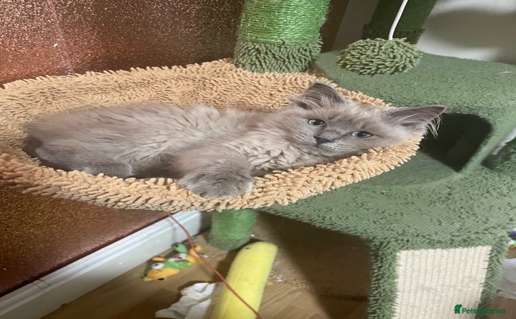 Ragdoll cats Rare mink female kitten  - Advert 1